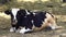 Cow lying in a pasture chewing the cud