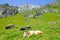 Cow lying on slopes in Alps. Summer Alpine landscape. Cows Alps. Hilly landscape with green pastures, rocks and mountains in