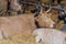 Cow lying on the straw of a cattle fair.