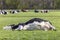 Cow lying stretched out, happy relaxing or sleeping showing belly and udder, lying for dead in the middle of a green meadow