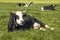 Cow lying stretched out in the pasture, relaxed and happy, lazy lounging, breed is called fleckvieh or blaarkop, background and