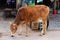 Cow on Main Street in Mandawa, Rajasthan, India