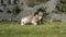 Cow with many flies on its face chews grass at the foot of the mountain.