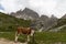 Cow massaging itself against a hiking signpost in the Italian Alps, Italy near Tre Cime di Lavaredo