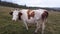 Cow in Meadow of Balkan Mountains. Traditional Farming and Dairy Concept
