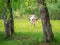 Cow in a meadow among the birches.