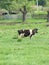 Cow on a meadow, country village spring, fences, village landskape