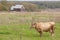 A cow in a meadow in front of house