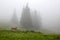 Cow in the meadow in the misty forest