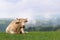 Cow in meadow with misty hills