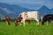 Cow in the meadow in the mountains. Brown cow on a green pasture. Cows herd in a green field. Alpine meadow with cows