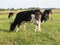 Cow in meadow outfield grass lea graze there is a grove behind