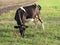 Cow in meadow outfield grass lea graze there is a grove behind