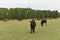 Cow in meadow. Rural composition. Cows grazing in the meadow.Cows Volyn meat, limousine, abordin