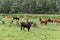 Cow in meadow. Rural composition. Cows grazing in the meadow.Cows Volyn meat, limousine, abordin