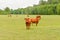 Cow in meadow. Rural composition. Cows grazing in the meadow. Cows Volyn meat, limousine, abordin