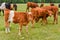 Cow in meadow. Rural composition. Cows grazing in the meadow. Cows Volyn meat, limousine, abordin