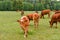 Cow in meadow. Rural composition. Cows grazing in the meadow. Cows Volyn meat, limousine, abordin