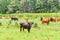 Cow in meadow. Rural composition. Cows grazing in the meadow. Cows Volyn meat, limousine, abordin