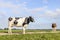 Cow milk cattle black and white, standing on a path, Holstein cattle, a blue sky and horizon over land in the Netherlands