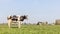 Cow milk cattle black and white, standing side view, Holstein cattle, a blue sky and horizon over land in the Netherlands