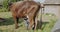 Cow milked by hand in the yard, sunny day