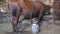 Cow milking machine at livestock farming. Automated dairy processing milking cow.