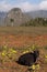 Cow with mogotes, Vinales, Cuba