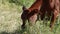 Cow on Mont Ventoux