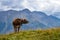 A cow mooing in the Swiss Alps, with a beautiful mountain view i