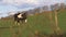 Cow moos in farmers field