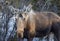 A Cow Moose in Alaska in Denali National Park