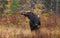 Cow moose Alces alces and calf grazing in a field in Canada