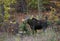 A cow moose Alces alces grazing in the forest in Algonquin Park, Canada in autumn