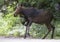 A Cow Moose Alces alces walking along a dirt road in Algonquin Park, Canada in spring