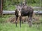 Cow moose along the Beartooth Highway