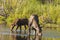 Cow Moose and calf feeding