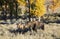 Cow moose and calf at sunrise in fall