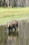 Cow Moose feeding in pond