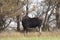 A cow Moose in a field in North Dakota