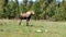 Cow Moose In A Grassy Meadow