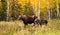 Cow Moose leads Her Calf Across Road Near Denali Alaska