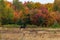 Cow Moose and Maine Fall Colors