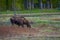 Cow moose munching on willows in Yellowstone National Park, Wyoming