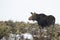 Cow moose in sagebrush meadow