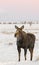 Cow moose standing in deep snow in early morning light in Tetons