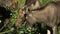Cow moose and three cubs eating bush leaves in a meadow