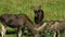 Cow moose and three cubs eating bush leaves in a meadow