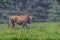 Cow in the morning grazes on the village pasture