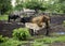 Cow mother and baby on green forest background